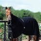 Classic Equine- Polar Fleece Cooler (CEPFC)